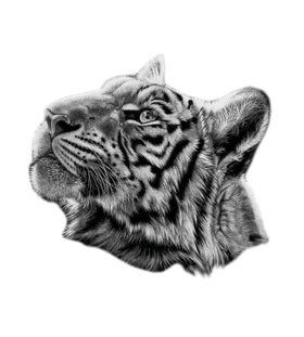 Переводная тату «Голова тигра»