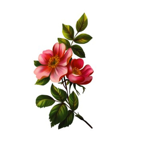 Переводная татуировка "Цветок яблони"